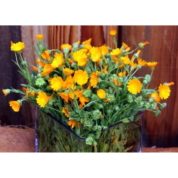 Natural Gerbera Daisy Plant